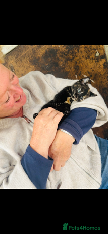 Mixed Breed cats - Advert 17