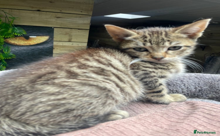 Mixed Breed cats - Advert 7