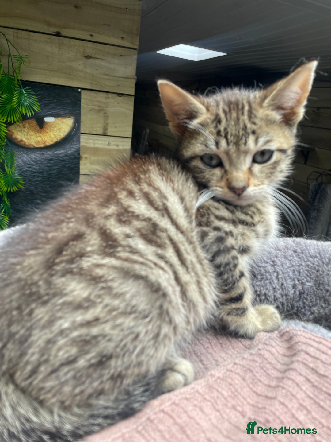 Mixed Breed cats for sale: One baby boy tabby - Image 1