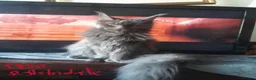 Maine Coon cats for sale: solid blue girl TICAreg maine coon - Advert 7