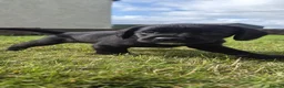 Cockerdor dogs for sale: Stunning cockerdor puppies  - Advert 3