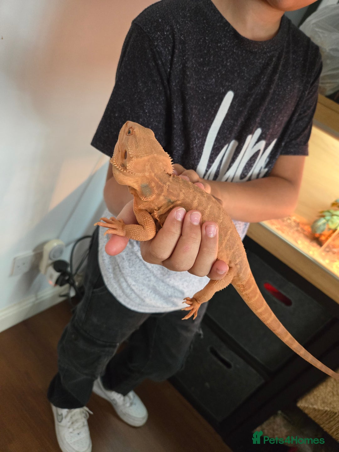 Bearded Dragon reptiles for sale: Bearded dragon and full set up - Image 6