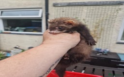 Ferret rodents for sale: Kits for sale - Image 4
