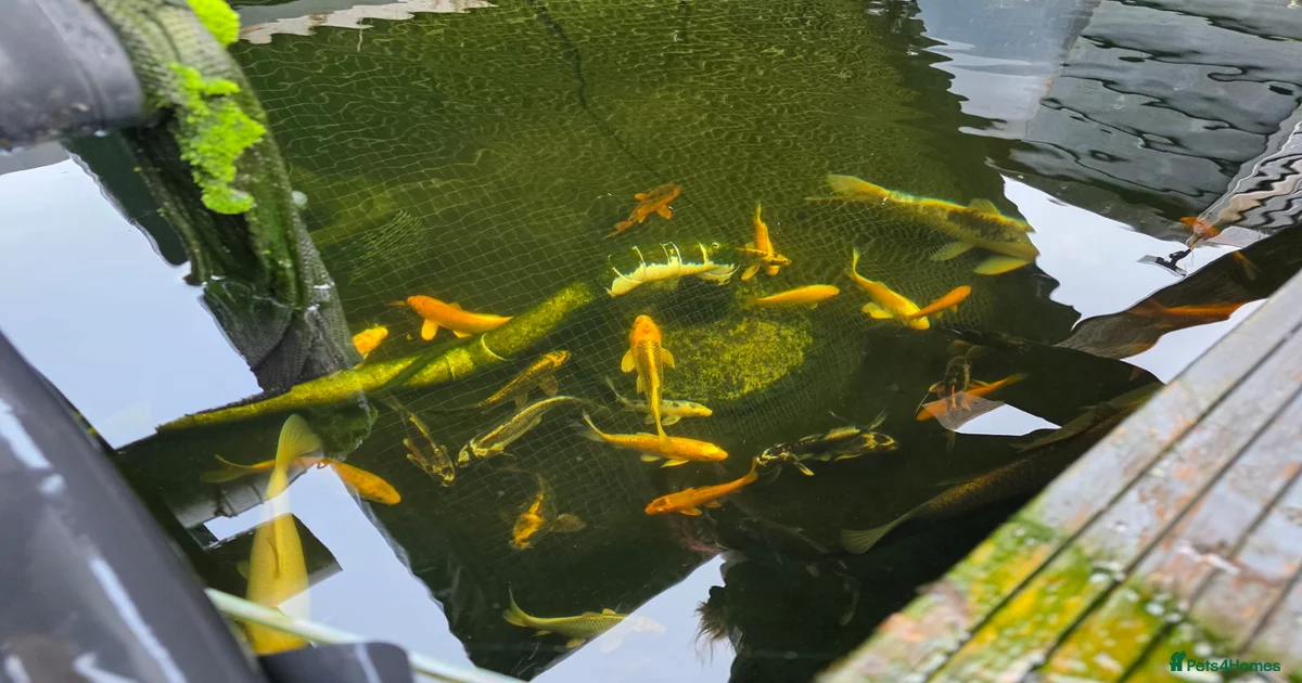 Koi Carp Fish for sale in Basingstoke, Hampshire | Pets4Homes