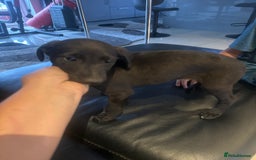 Mixed Breed dogs for sale: Beautiful healthy whippet  x Bedlington - Image 4