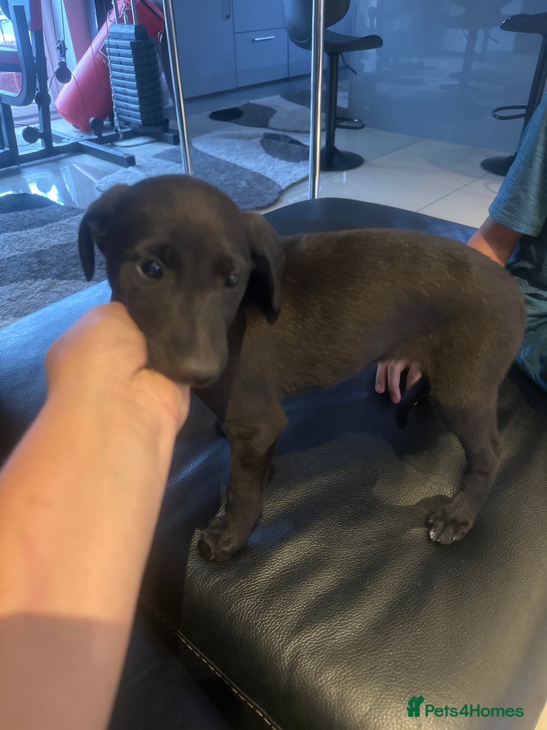 Mixed Breed dogs for sale: Beautiful healthy whippet  x Bedlington - Image 4