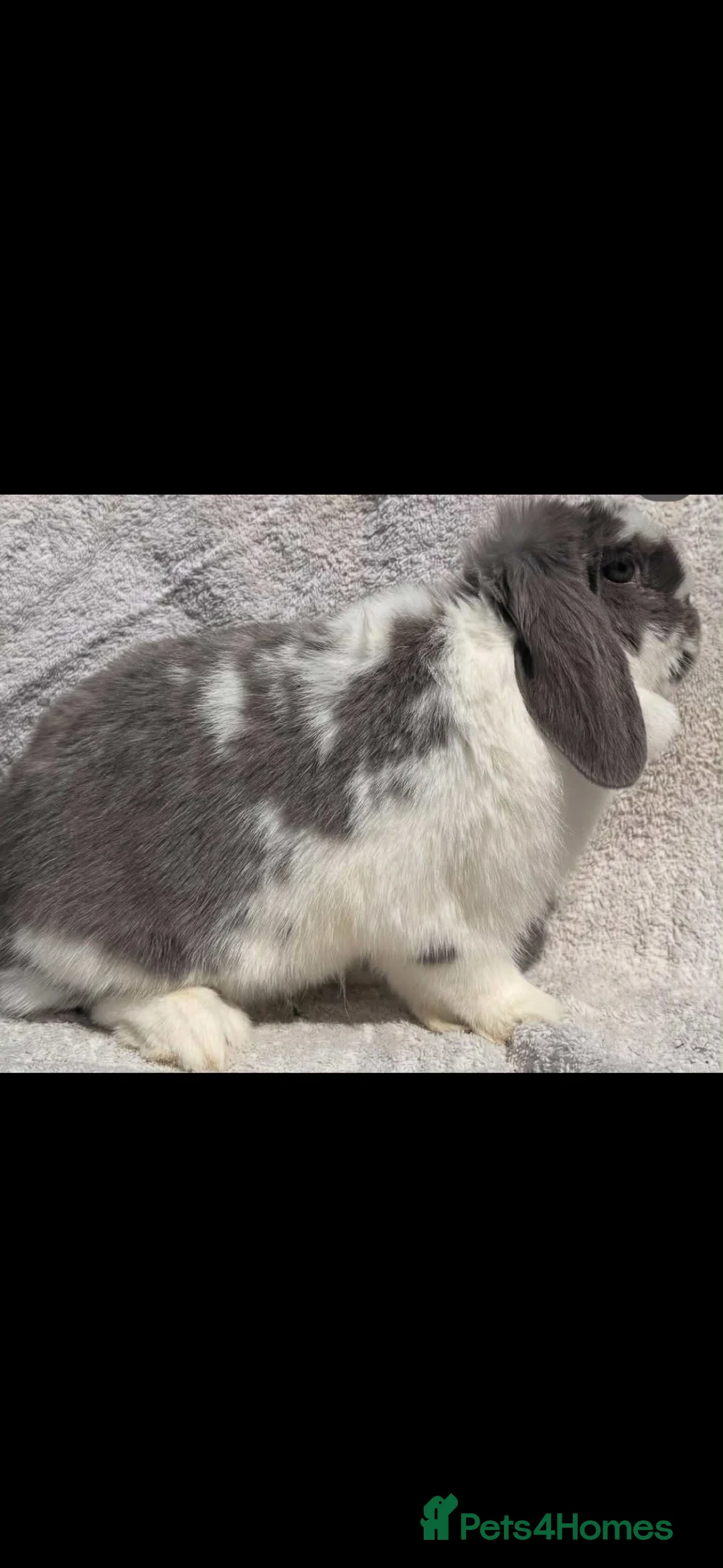 Mini Lop rabbits for sale: Mini lop babies  - Advert 3