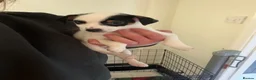 Jack Russell dogs for sale: Jack Russell puppies ready to leave now  - Advert 1