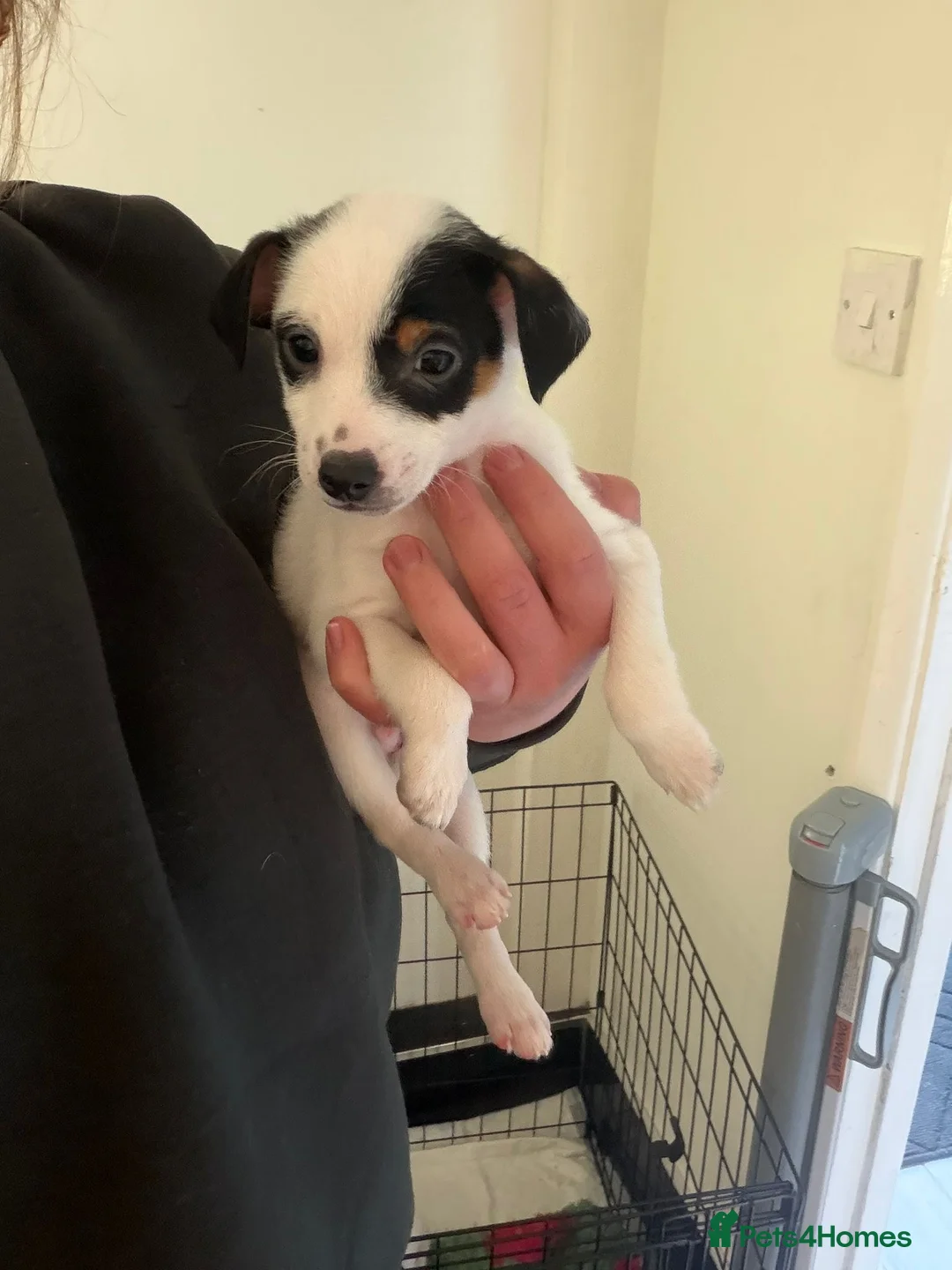 Jack Russell dogs for sale: Jack Russell puppies ready to leave now  - Advert 1
