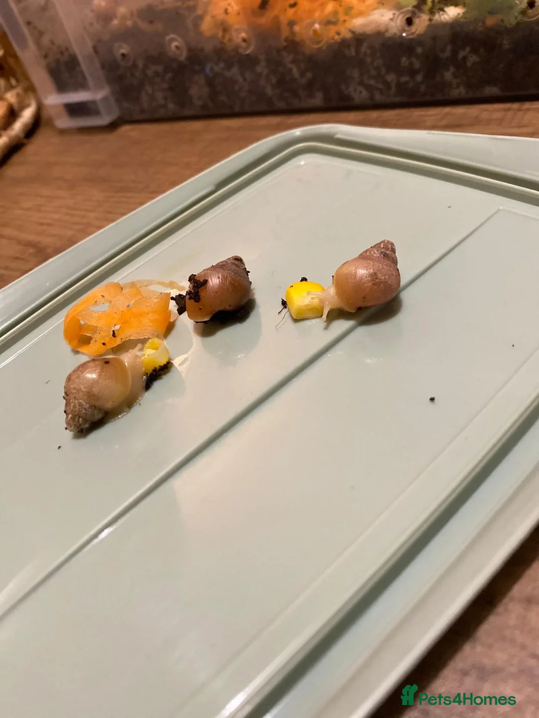 Snails invertebrates for sale: Albino Giant African land snail babies  in Accrington - Advert 2
