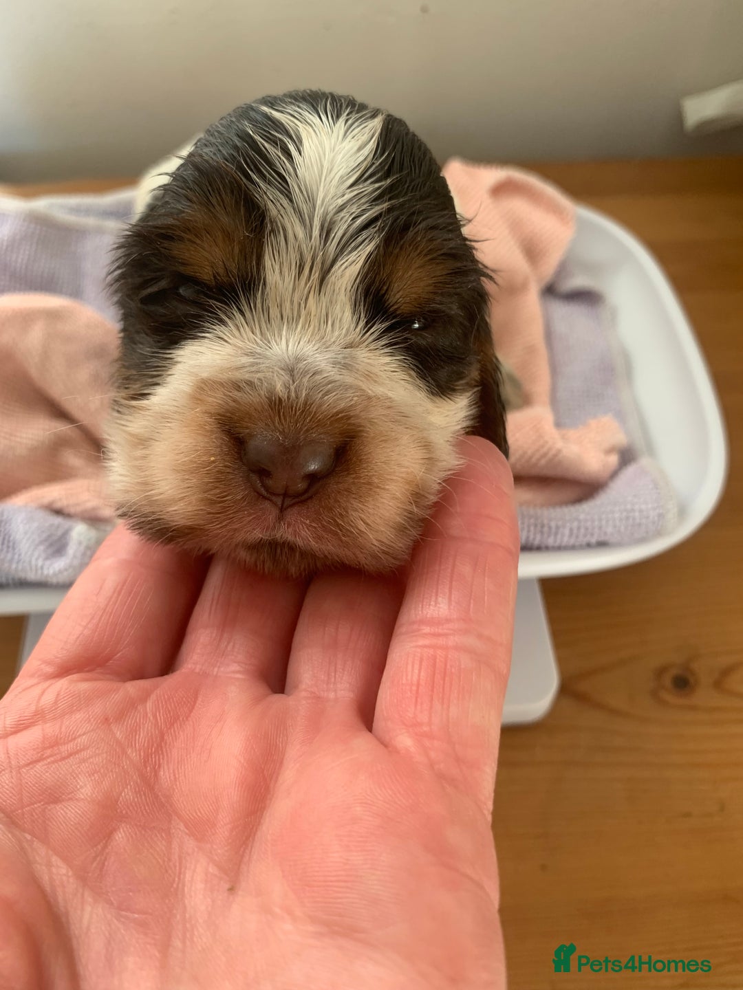 Cocker Spaniel dogs for sale: Beautiful show line cocker spaniel puppies  - Advert 17