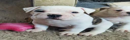 Alapaha Blue Blood Bulldog dogs for sale: Stunning Male IABBR Alapaha puppies - Advert 13