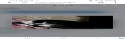 Mixed Breed cats for sale: Four Kittens for sale 80£ each - Advert 7