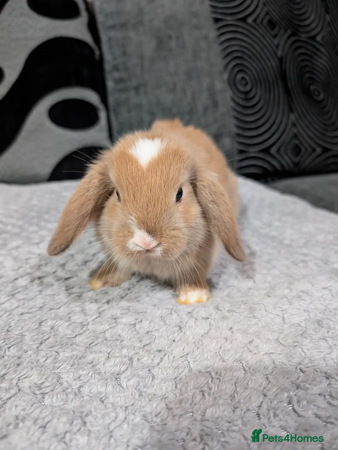 Mini Lop rabbits for sale: 6 beautiful mini lops available 16/3 in Ashford - Advert 11