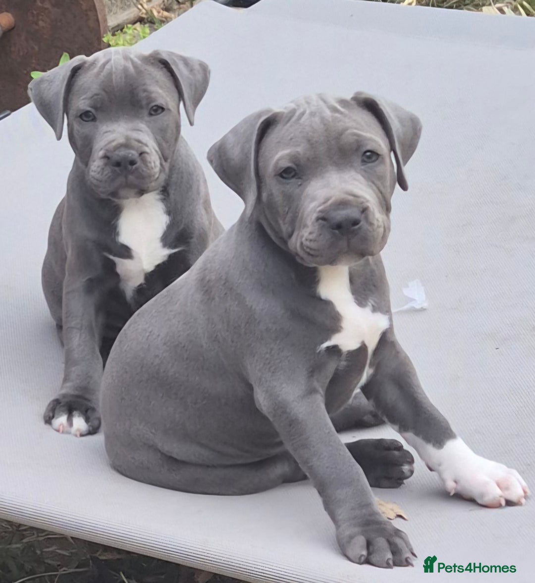 Staffordshire Bull Terrier dogs for sale: **Ready To Leave**KC Blues Champ Blood in Coventry - Image 6