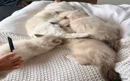 Ragdoll cats for sale: Ragdolls kittens 2 girls & 3 boys  - Image 15