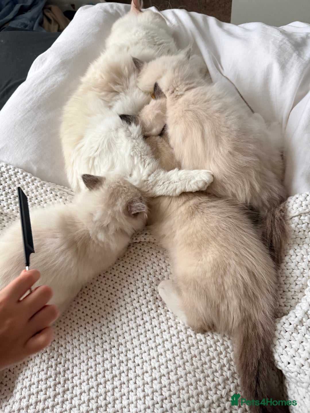Ragdoll cats for sale: Ragdolls kittens 2 girls & 3 boys  - Image 15