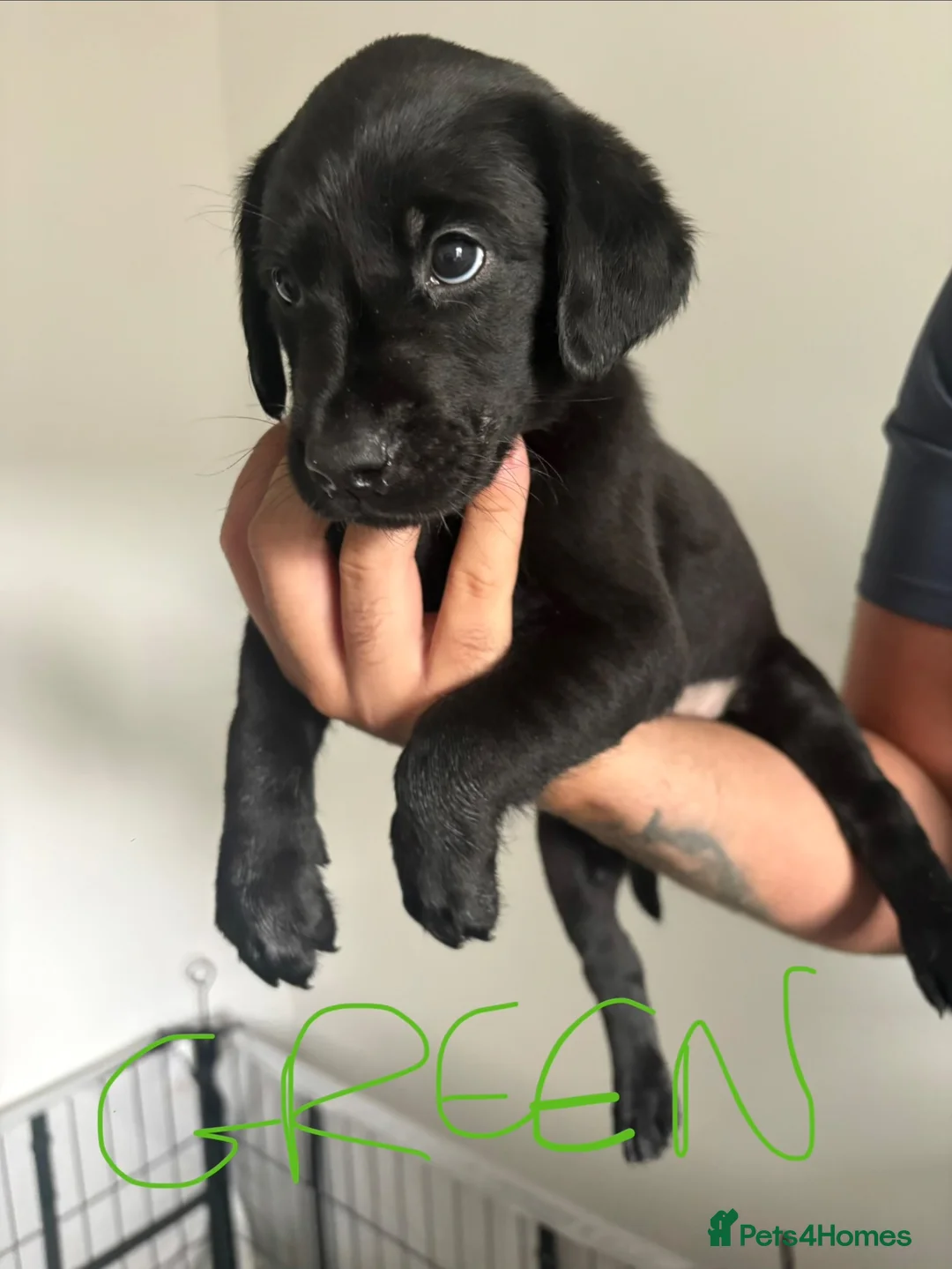 Labrador Retriever dogs for sale: *READY IN 1 WEEK* KC REG LABRADOR PUPS - Advert 1