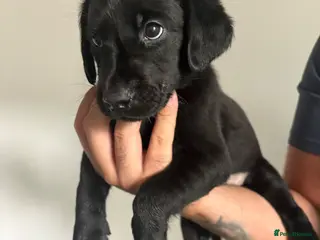 Labrador Retriever dogs KC REG LABRADOR PUPPIES - Advert 13