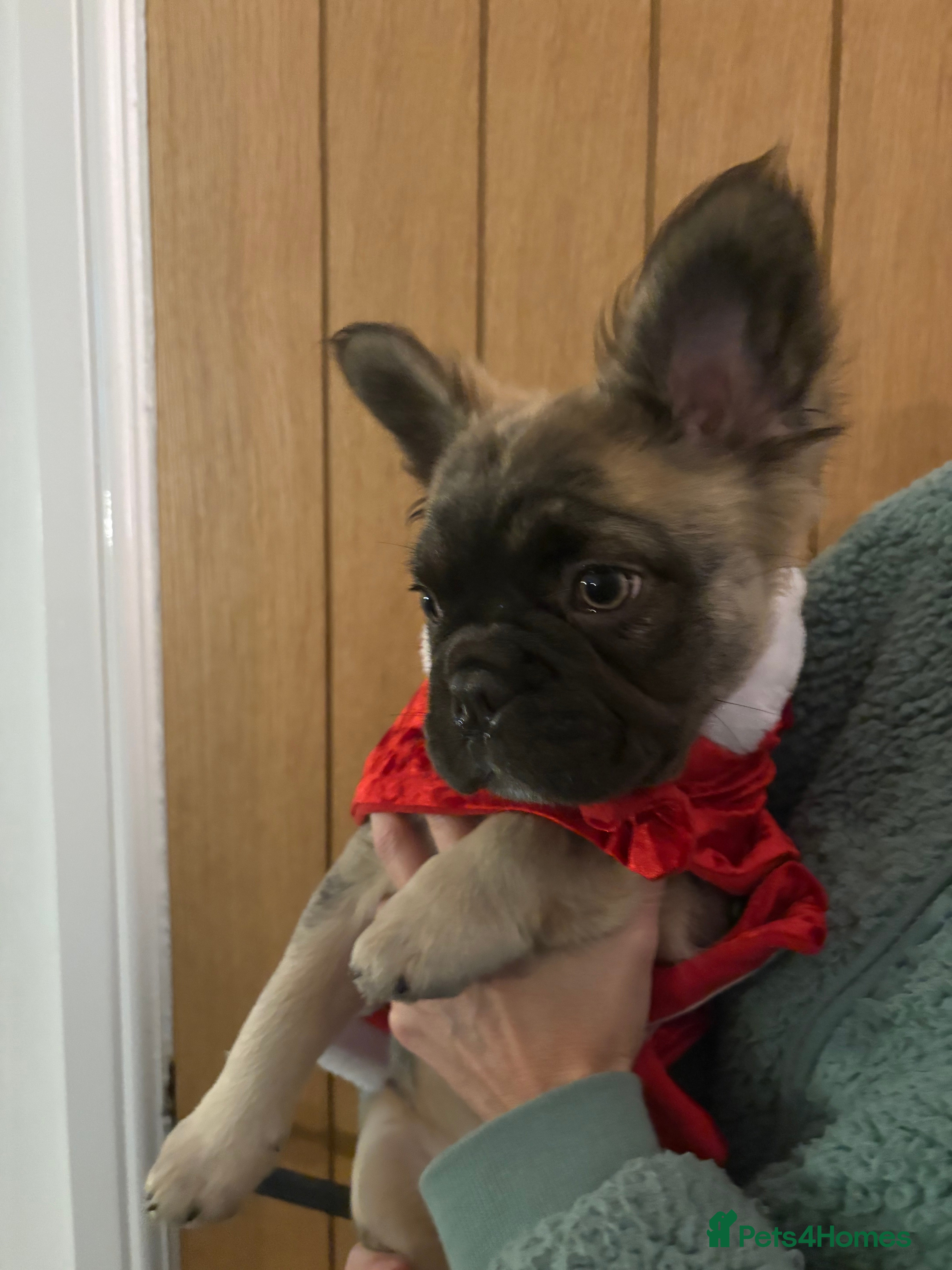 French Bulldog dogs  Fluffy Frenchie 🧸 - Advert 1