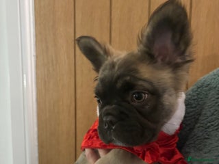 French Bulldog dogs Fluffy Frenchie 🧸 - Advert 1