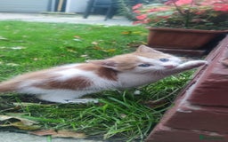 Mixed Breed cats for sale: 🐾 Kittens for Sale 🐾  - Image 1