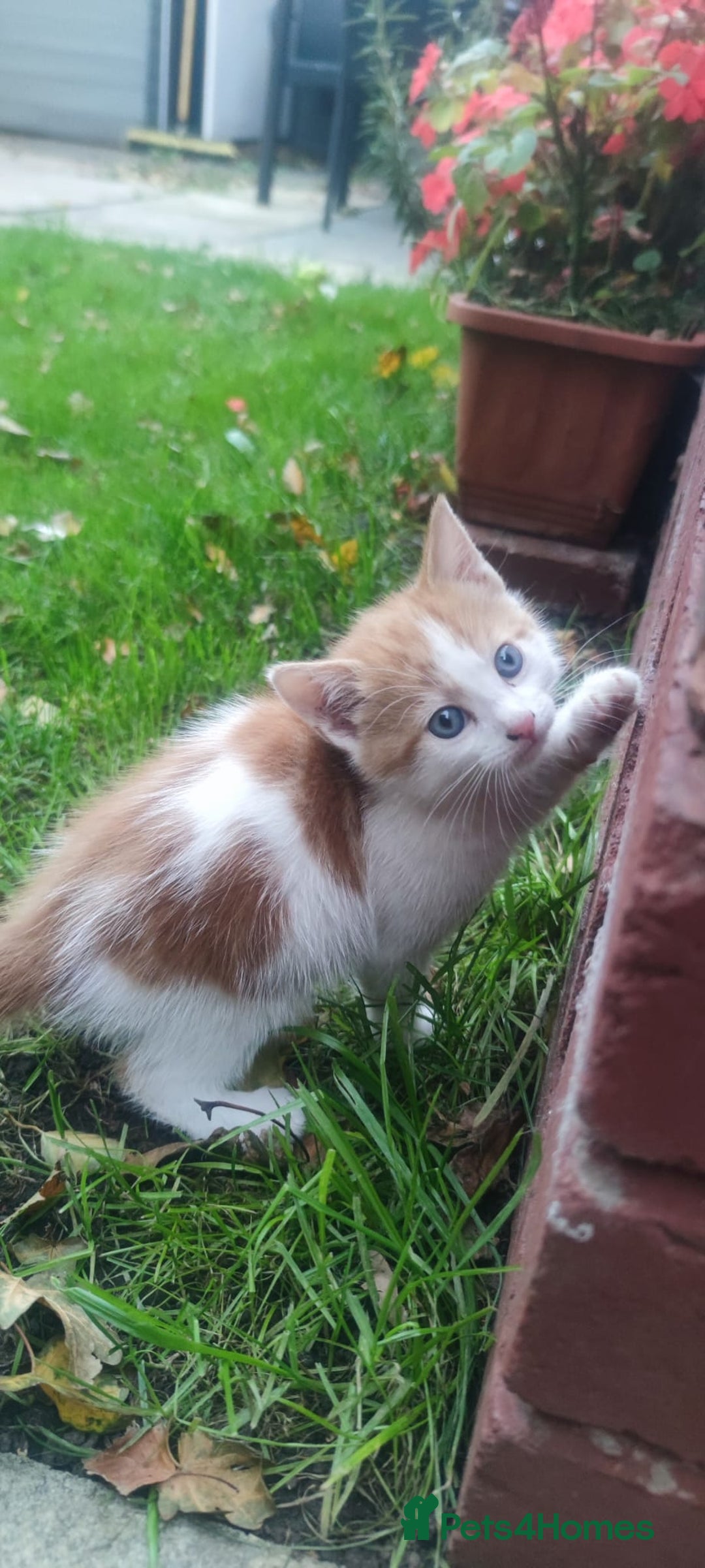 Mixed Breed cats for sale: 🐾 Kittens for Sale 🐾  - Image 1