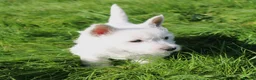 West Highland Terrier dogs for sale: West Highland Terrier (Westie) Puppies for Sale - Advert 4