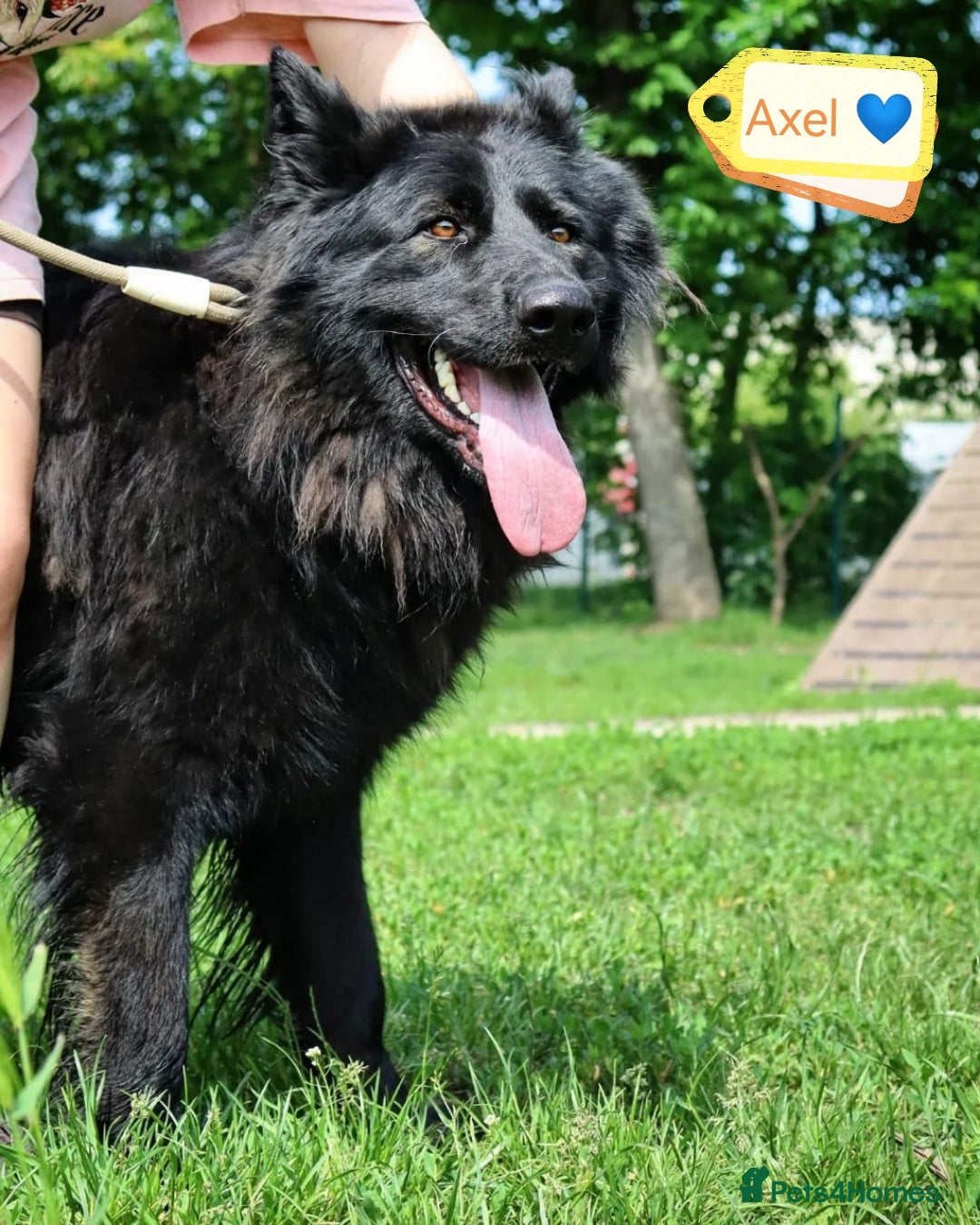 German Shepherd dogs for adoption: 💙🐶 AXEL 🐶💙 - Image 2