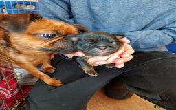 Mixed Breed dogs for sale: Gorgeous Griffychin boy - Image 4