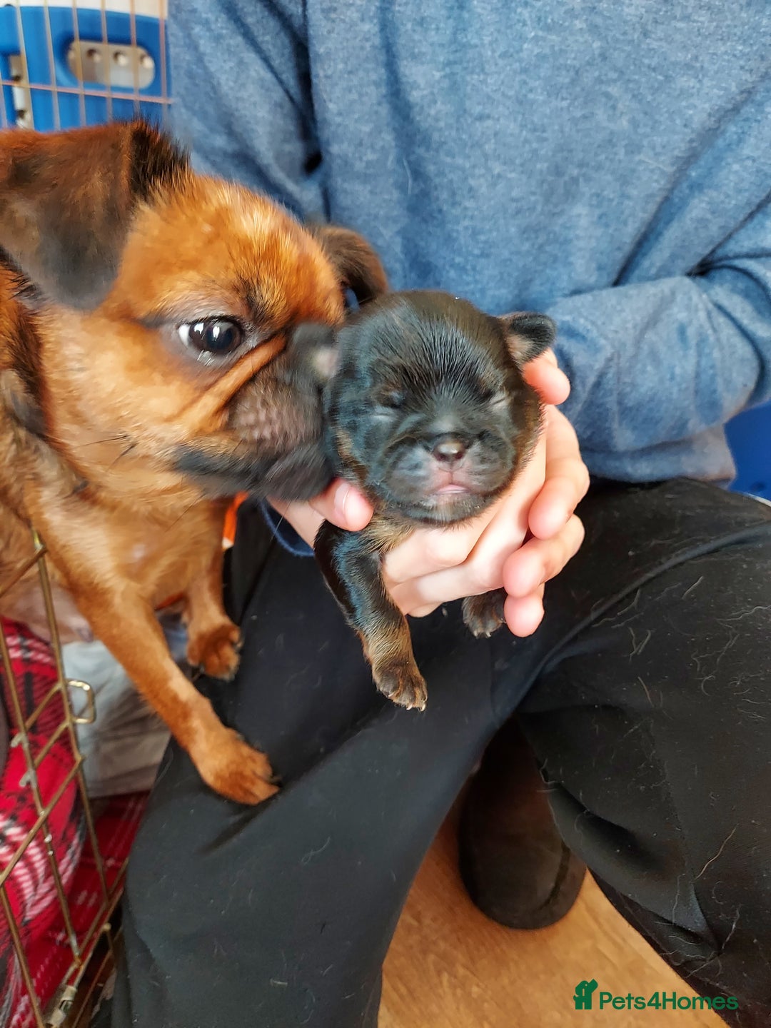 Mixed Breed dogs for sale: Gorgeous Griffychin boy - Image 4