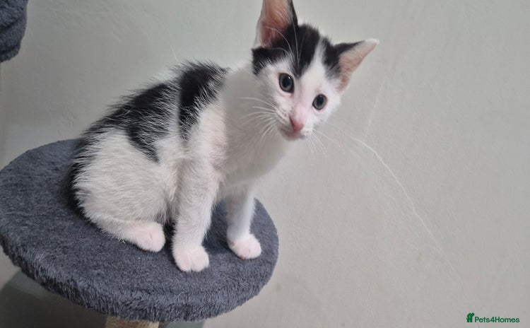 European cats for sale - Advert 1