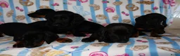 Mixed Breed dogs for sale: I have 6 beautiful Docker spaniels for sale - Advert 3