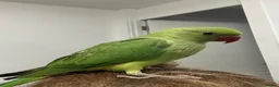 Parrots birds for sale: Alexandrine parakeet in Basildon - Advert 1