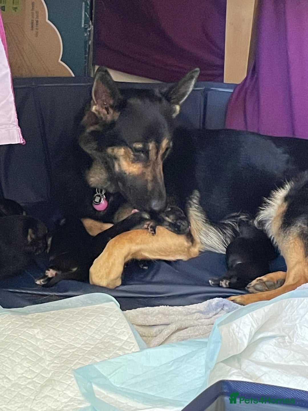 German Shepherd dogs for sale: 5 month old German Shepherd girl - Image 7