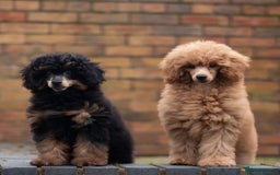 Toy Poodle dogs for stud: Chocolate Phantom KC reg  in Southport - Image 3