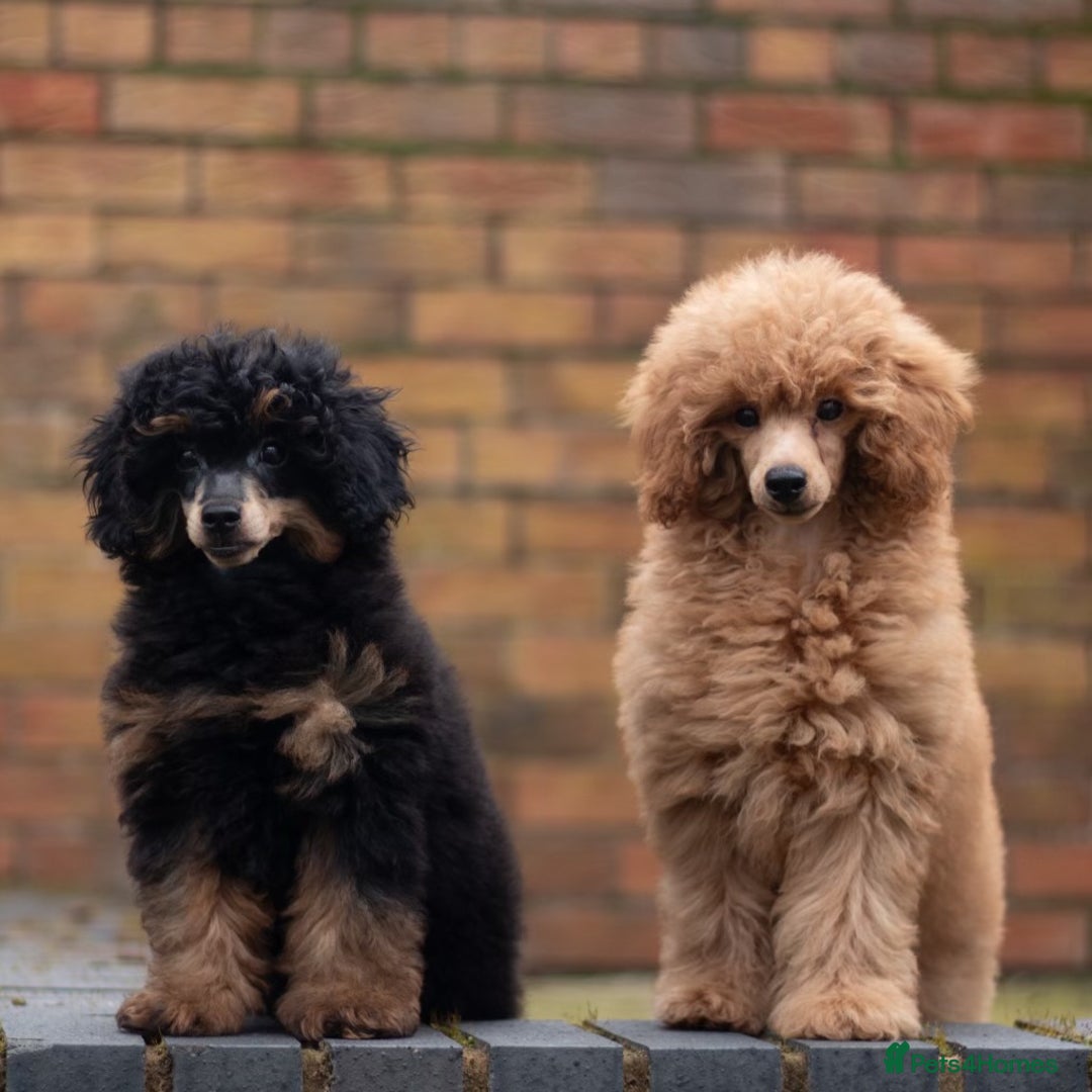 Toy Poodle dogs for stud: Chocolate Phantom KC reg  in Southport - Image 3
