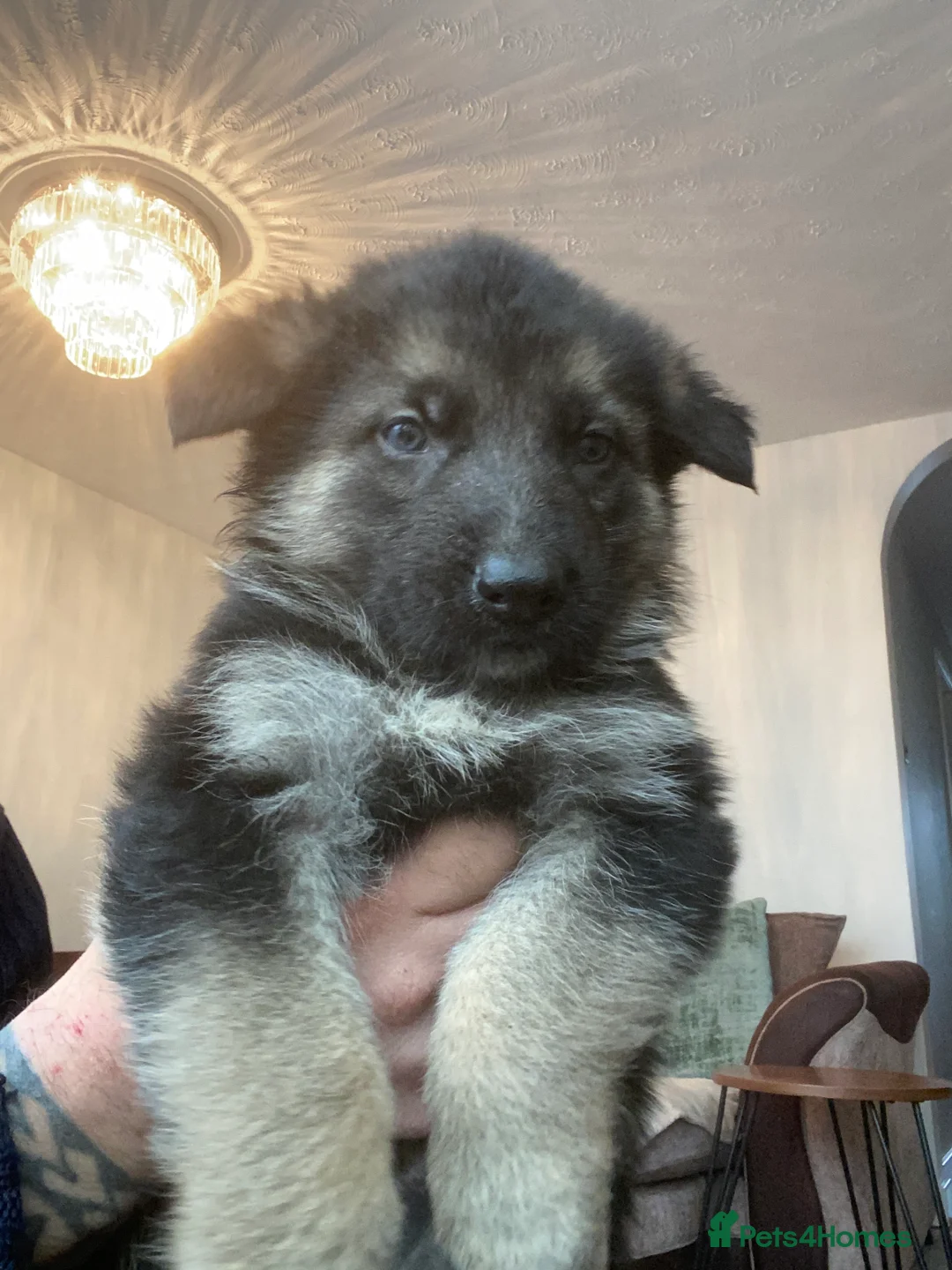 German Shepherd dogs for sale: German shepherd puppies  - Advert 31
