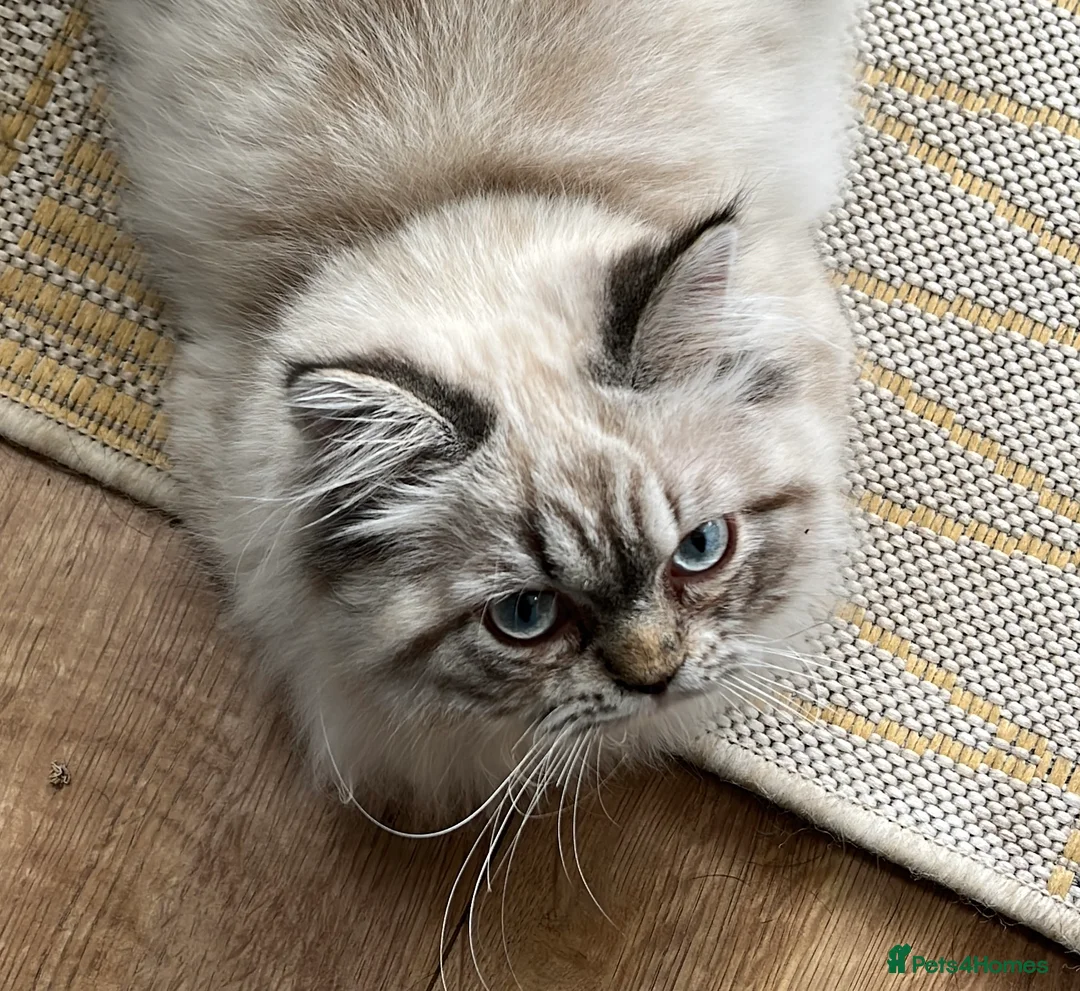 Persian cats for stud: 💕Simply Stunning Bailey💕PKD neg tested Persian  - Advert 2
