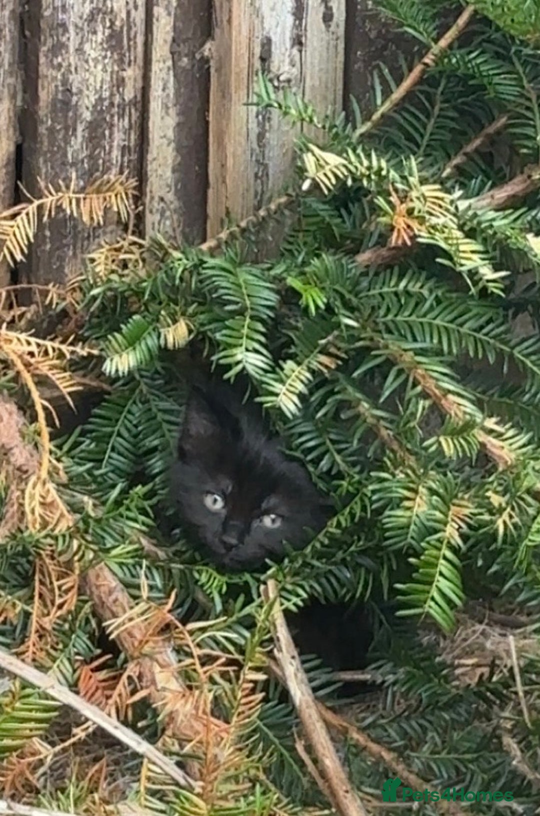 Mixed Breed cats for sale: 3 Cute kittens ready ASAP £100 - Image 3