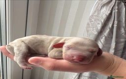 Miniature Dachshund dogs for sale: Miniature Dachshund puppy’s  - Image 4