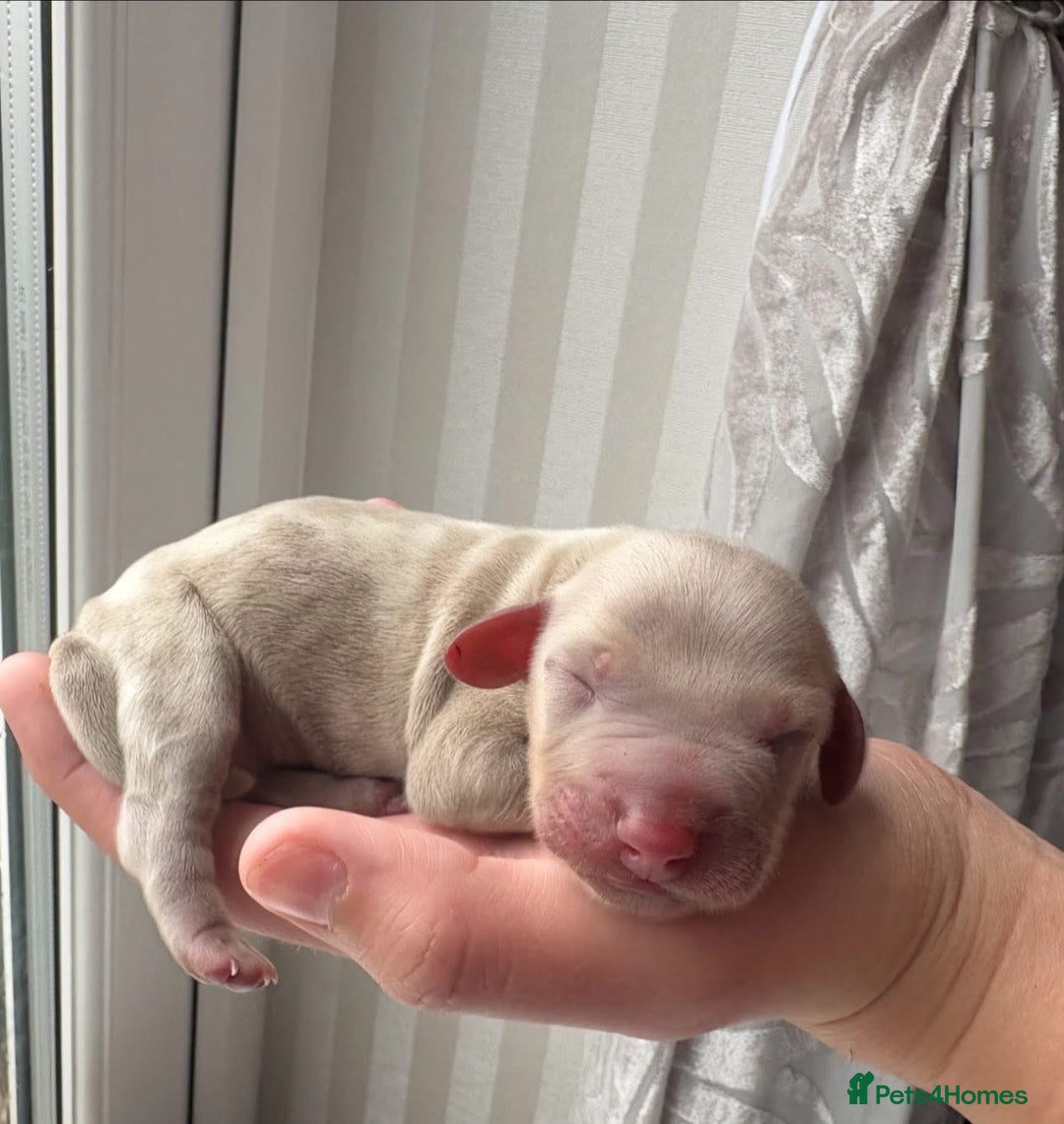 Miniature Dachshund dogs for sale: Miniature Dachshund puppy’s  - Image 4