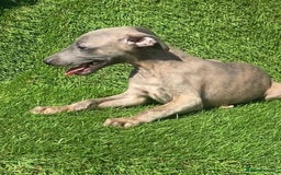 Whippet dogs for sale: Kc whippet pups  - Image 21
