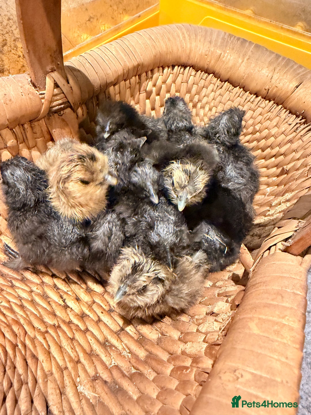 Chickens poultry for sale: Silkie Chicks - Advert 4