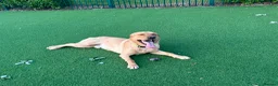 Labrador Retriever dogs for stud: Golden Labrador  in Perth - Advert 4