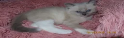 Ragdoll cats for sale: Beautiful Blue Point Mitted Ragdoll Boy - Advert 18