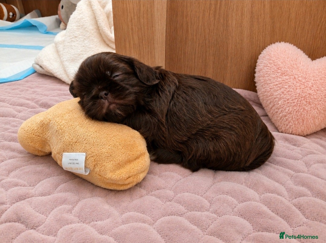Shih Tzu dogs Chocolate Shih Tzu Puppies Ready June - Advert 2