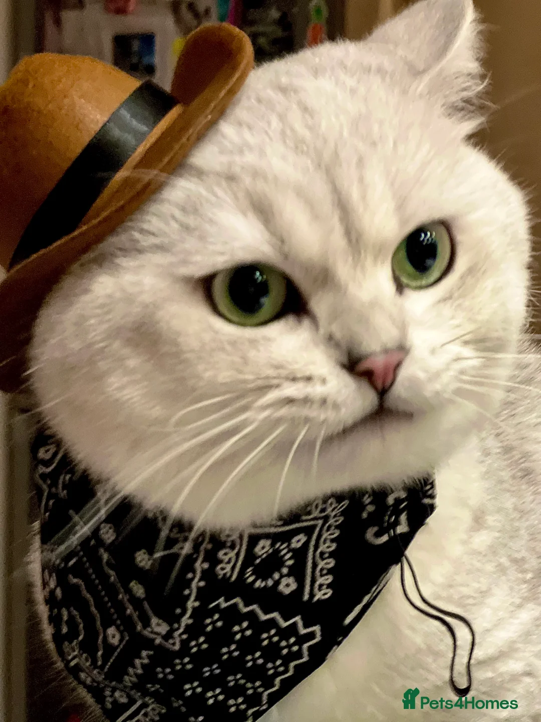 British Shorthair cats for stud: ACTIVE reg 𝑮𝑪𝑪𝑭/TICA BSH CHINCHILLA 🏆 in Ilford - Advert 4