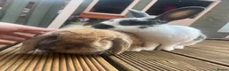 Mini Lop rabbits for sale: Bonded pair - mini lop & English cross  in Melton Mowbray - Advert 17