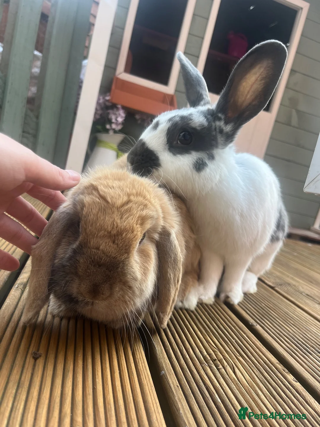 Mini Lop rabbits for sale: Bonded pair - mini lop & English cross  in Melton Mowbray - Advert 17